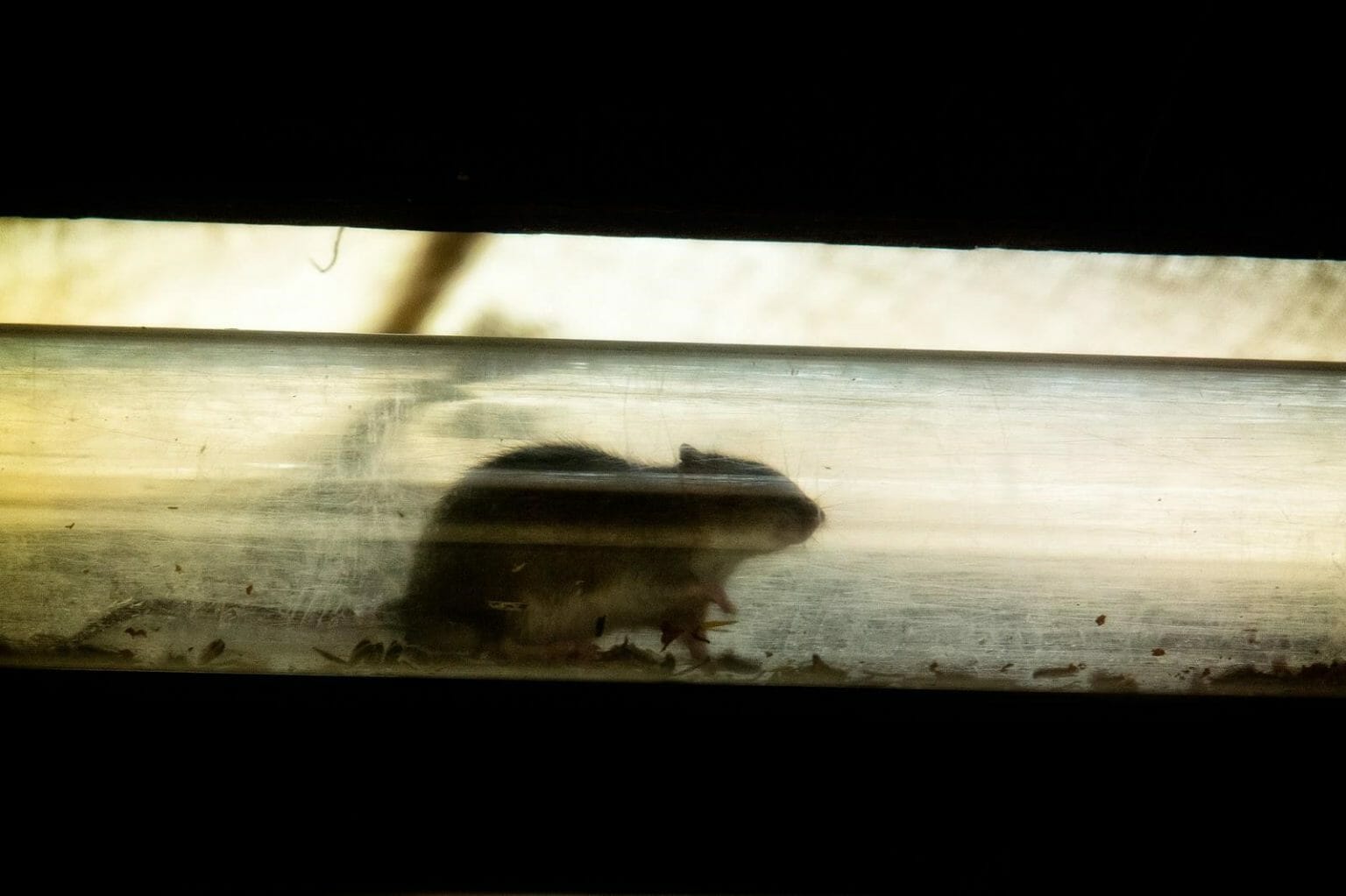 How To Stop Rats Climbing Into Drain Pipes & Toilets (2021 Tips)